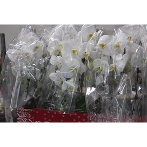 PHALAENOPSIS CASCATA ESPECIAL P15 BRANCO MIN 8 FLS