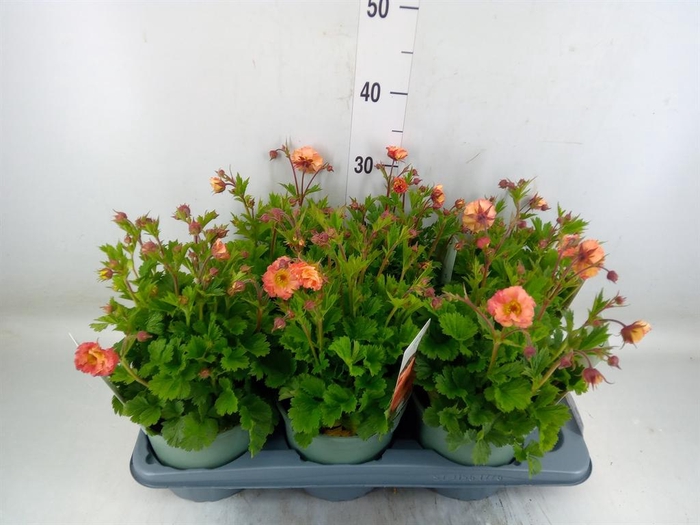 <h4>Geum rivale</h4>