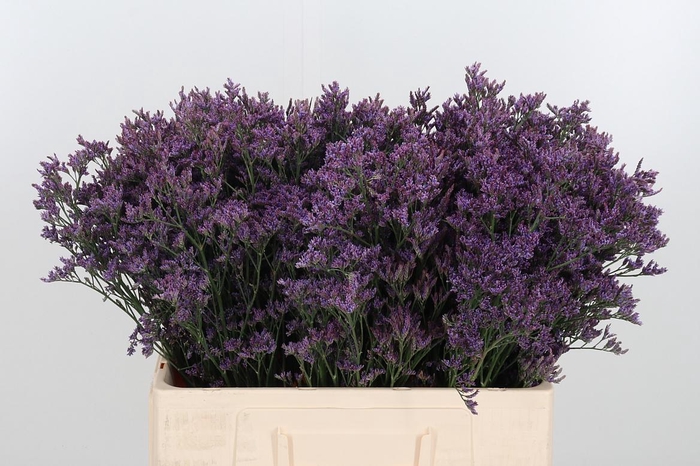 <h4>Lim Piuma Dark Blue</h4>