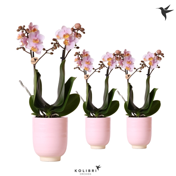 <h4>Kolibri Orchids Phalaenopsis pink 2 spike in Glazed pot pink</h4>