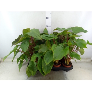 Homalomena rubescens 'Maggy'