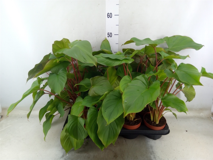 <h4>Homalomena rubescens 'Maggy'</h4>