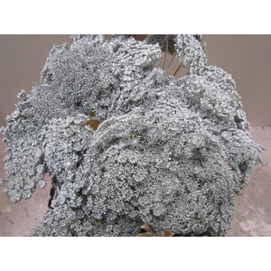 Ammi Vis Green Mist Zilver