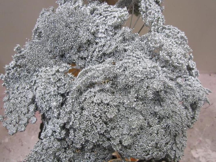 <h4>Ammi Vis Green Mist Zilver</h4>