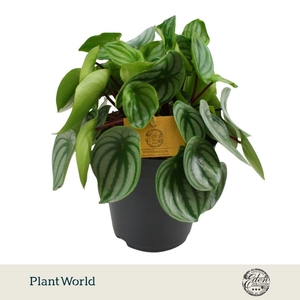 Peperomia Argyreia 15cm