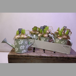 Arr Hyacinth In Zinken Gieter