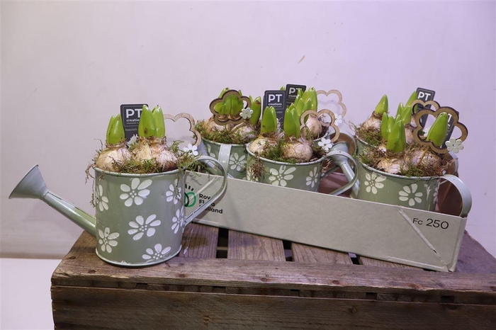 <h4>Arr Hyacinth In Zinken Gieter</h4>