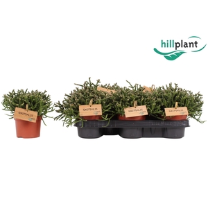 RHIPSALIS BURCHELLII
