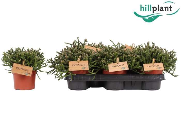 <h4>RHIPSALIS BURCHELLII</h4>