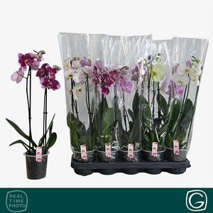 PHAL MIX 2 TAK 55CM