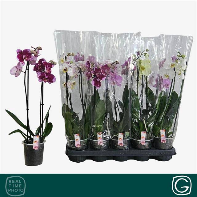 <h4>PHAL MIX 2 TAK 55CM</h4>