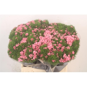 Di Barb Breanthus Tsaar Pink