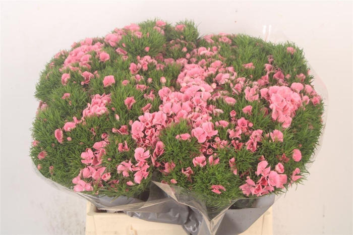 <h4>Di Barb Breanthus Tsaar Pink</h4>