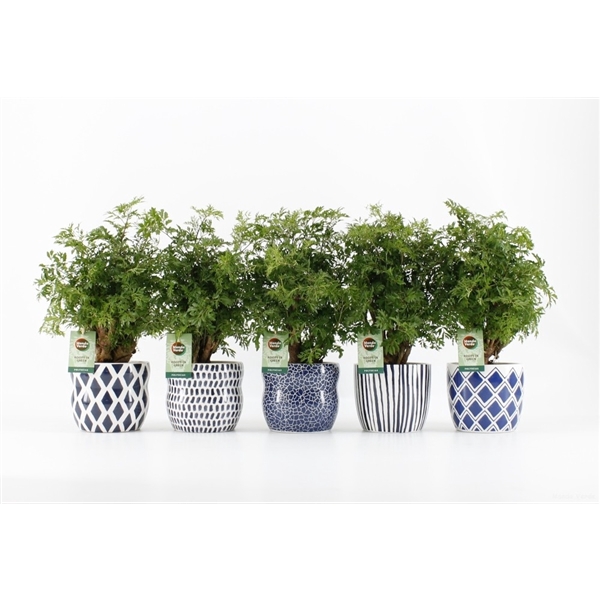 <h4>Polyscias Hawaiiana Ming in Delft Blue</h4>