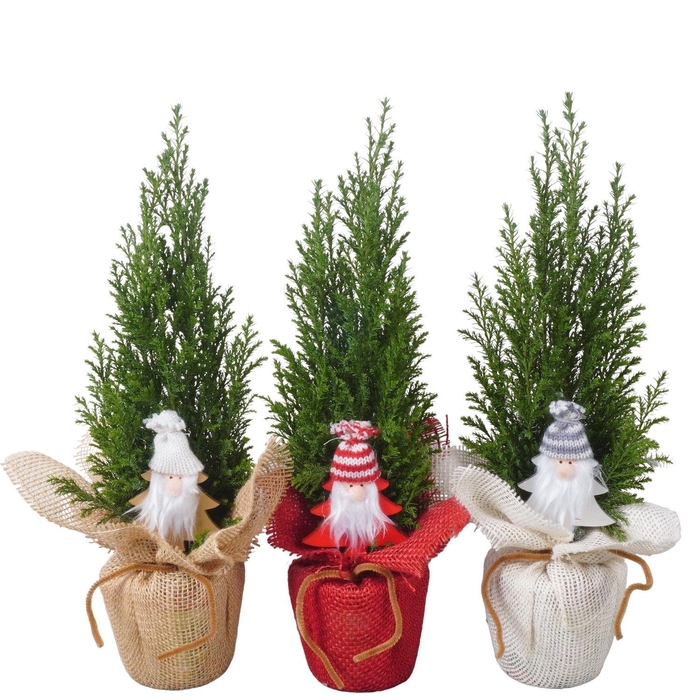 <h4>PTK25129 Ellwoodii in jute mix met decoratie</h4>