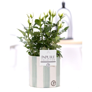 Rosa white in P&PURE Eline2 ceramics green