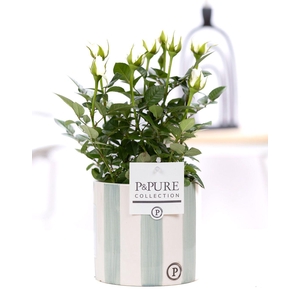 Rosa white in P&PURE Eline ceramics green