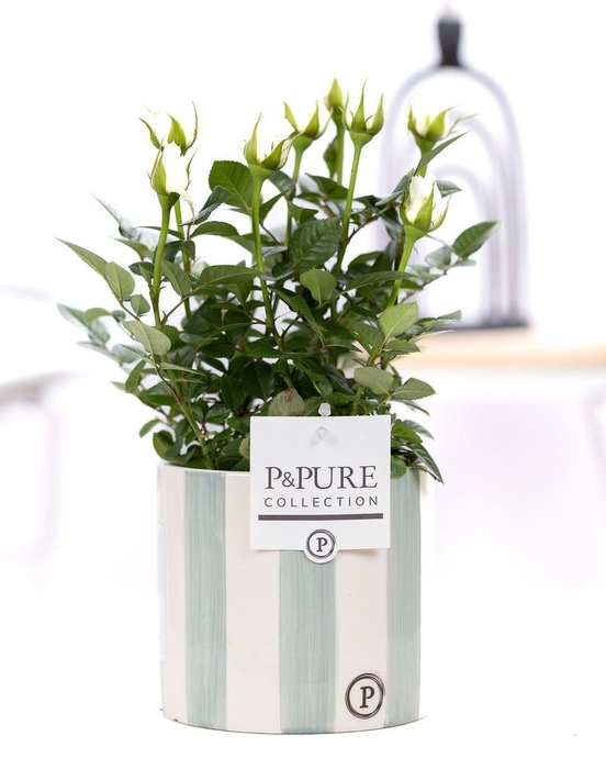 <h4>Rosa white in P&PURE Eline2 ceramics green</h4>