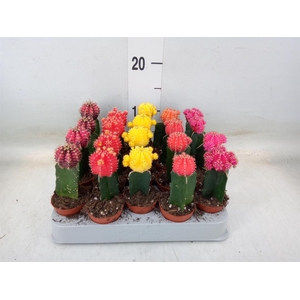 Gymnocalycium mihanov. 'Japan'  mix