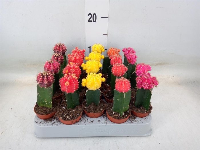 <h4>Gymnocalycium mihanov. 'Japan'  mix</h4>
