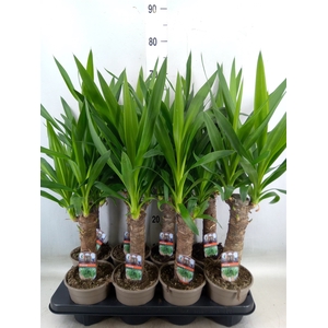 Yucca