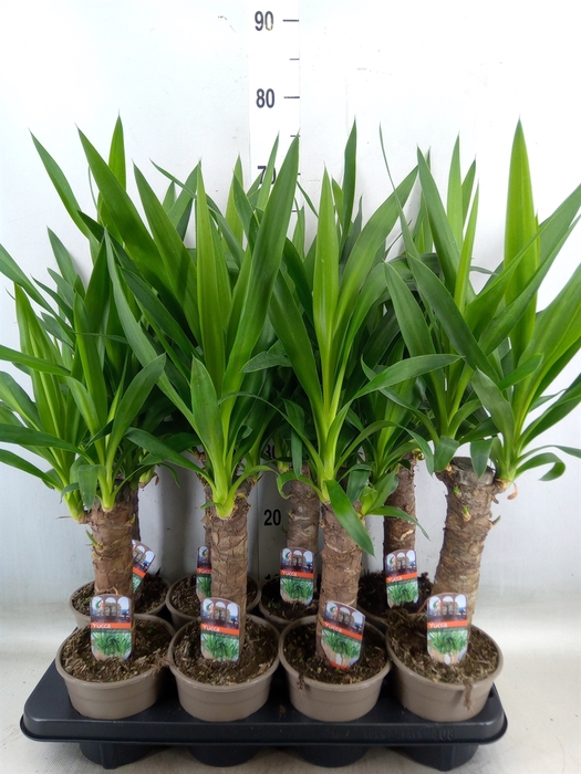 <h4>Yucca</h4>