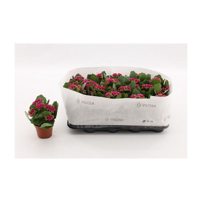 <h4>Kalanchoe Double Purple, in kraag</h4>