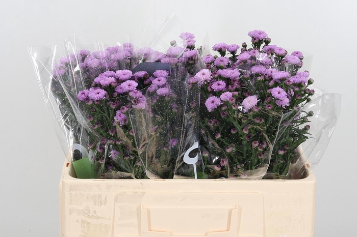 <h4>Ast Nb Do Da Pink</h4>