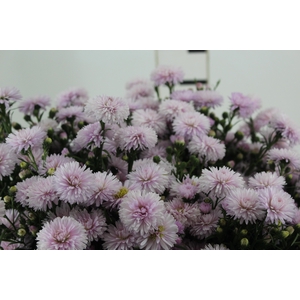 ASTER MARIANA 050 CM ROSA CLARO