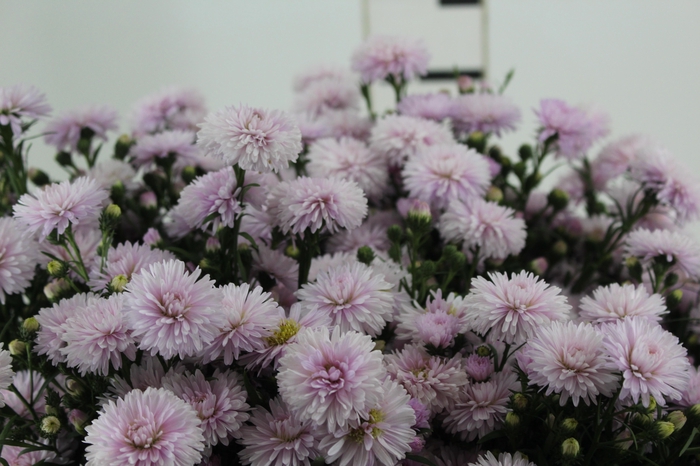 <h4>ASTER MARIANA 050 CM ROSA CLARO</h4>