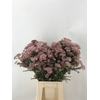 Riceflowers Rose/wit (ozothamnus)