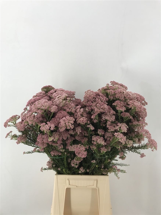 Riceflowers Rose/wit (ozothamnus)