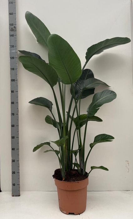 <h4>STRELITZIA NICOLAI</h4>