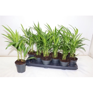 arr8 Dypsis Lutescens