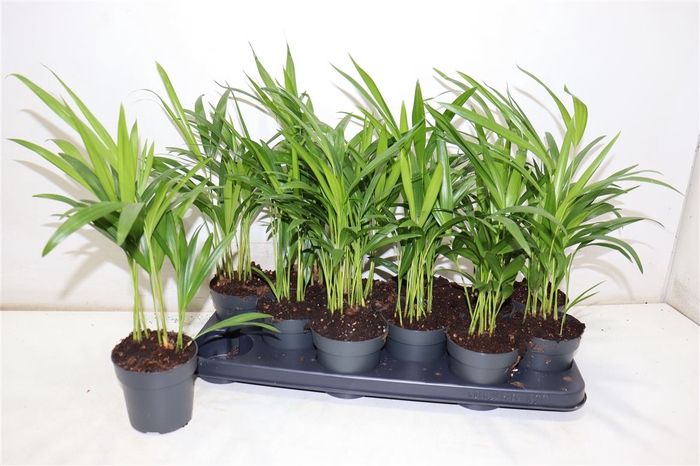 <h4>arr8 Dypsis Lutescens</h4>