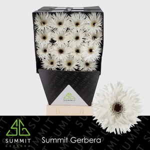 Gerbera Spider Garden Ghost Diamond