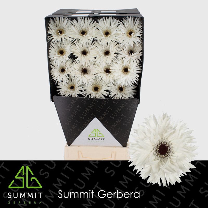 <h4>Gerbera Spider Garden Ghost Diamond</h4>