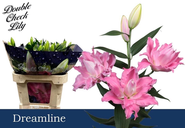 <h4>LI OR DU DREAMLINE 5+</h4>