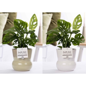 Monstera Adansonii in P&PURE Plant Vase Maxima ass. 2