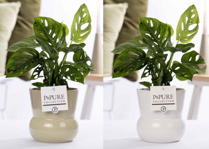 <h4>Monstera Adansonii in P&PURE Plant Vase Maxima ass. 2</h4>