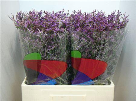 <h4>Lim Saf Dark Blue</h4>