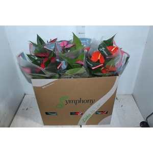 ANTHURIUM VARIADO P17