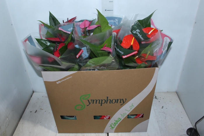 ANTHURIUM VARIADO P17