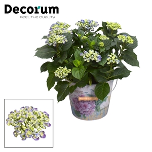 Hydrangea Curly Wurly Blue 9-15 kop in Bucket (Decorum)