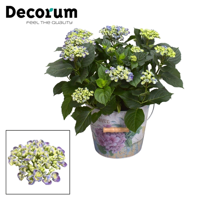 <h4>Hydrangea Curly Wurly Blue 9-15 kop in Bucket (Decorum)</h4>
