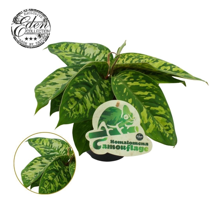 <h4>Homalomena Camouflage 12cm</h4>