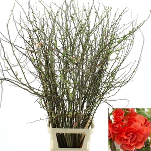 Chaenomeles Du Orange