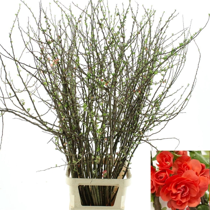 <h4>Chaenomeles Du Orange</h4>