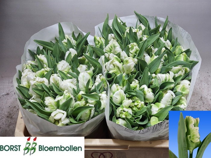 <h4>TU PA SUPER PARROT</h4>