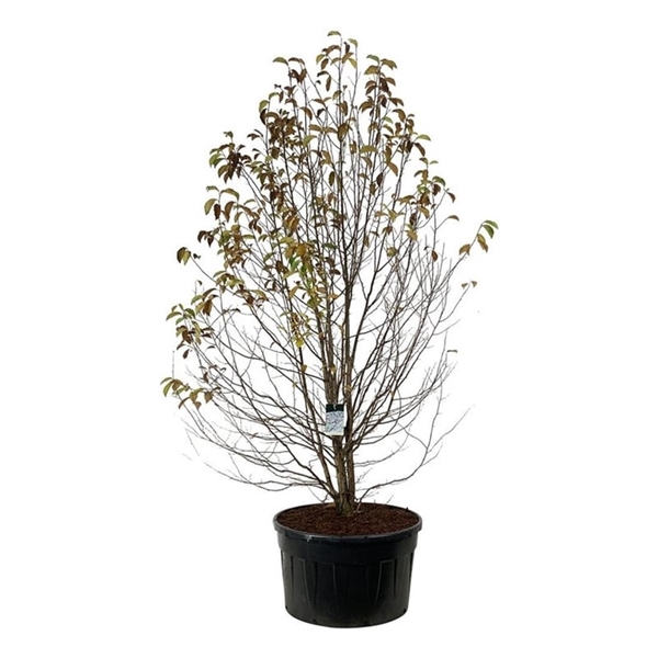 <h4>Magnolia kobus</h4>